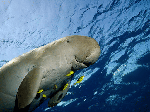 Dugong or Sea Cow