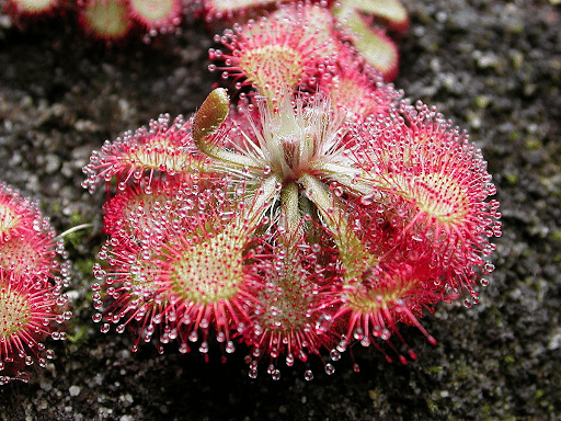 A Drosera Plant