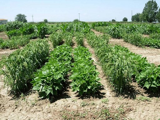 Strip Intercropping - Agriculture Notes