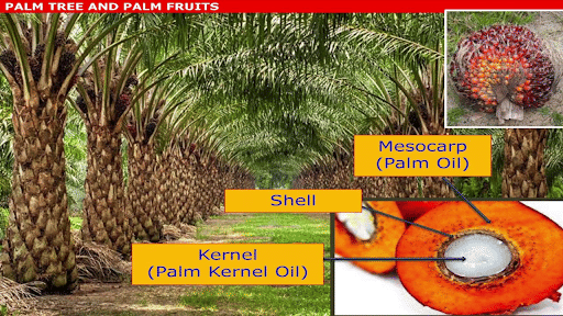 An Oil Palm