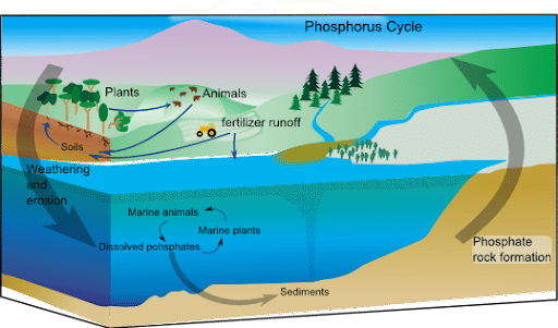 Nitrogen Cycle - An Example of Gaseous Cycle
