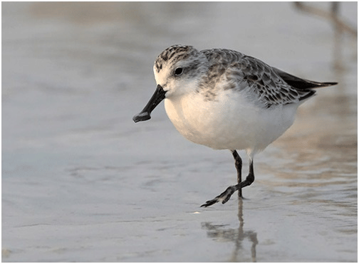 Spoon-Billed Sandpiper