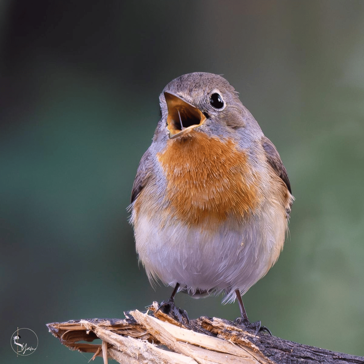 bird specifications