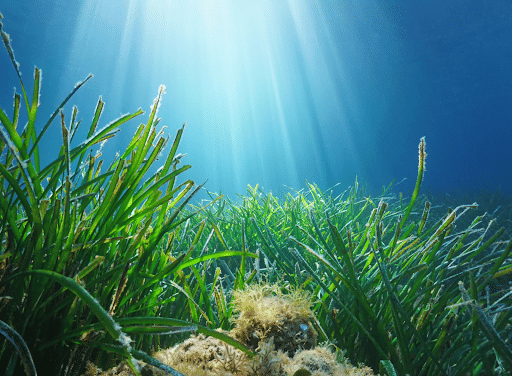 Sea-Grass