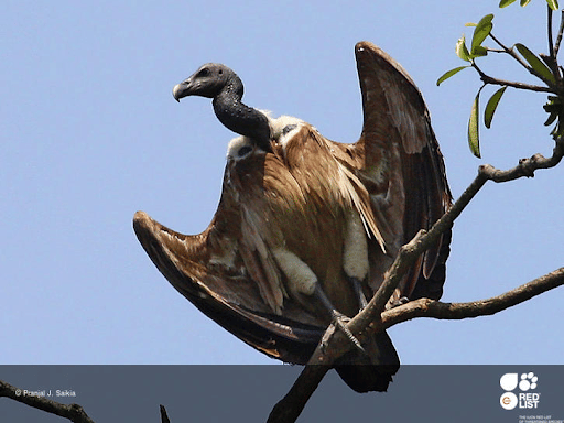 Slender-billed Vulture
