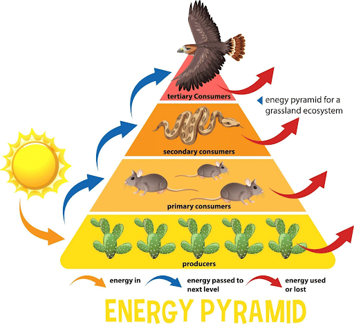 Ecological Pyramids