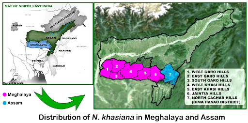 Distribution of Nepenthes Khasiana in India