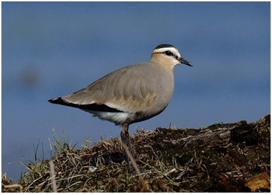 Sociable Lapwing