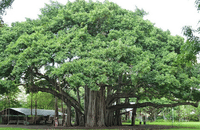 Indian fig tree