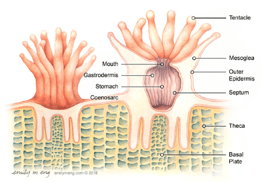 Coral Polyp