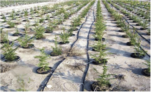 Surface Drip Irrigation