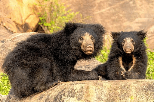 Vulnearable Sloth Bear