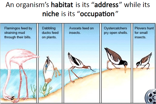 Niche Vs Habitat