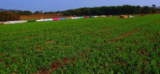 Dry Land Farming of Horse Gram Crop