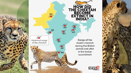 Cheetah