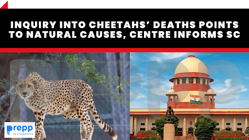 Cheetah