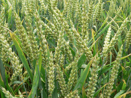 Rabi crop - Wheat