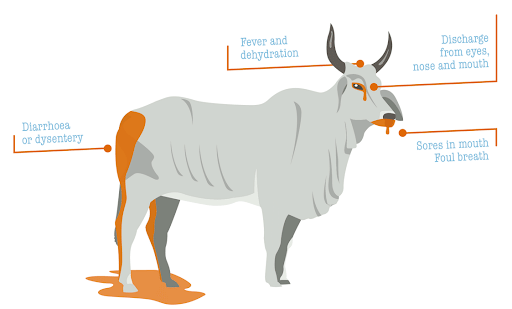 Symptoms of Rinder Pest in Cattle