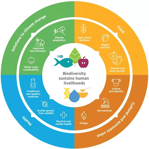 Services Provided by Biodiversity