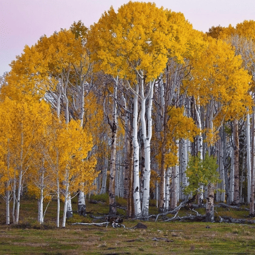Birch Tree