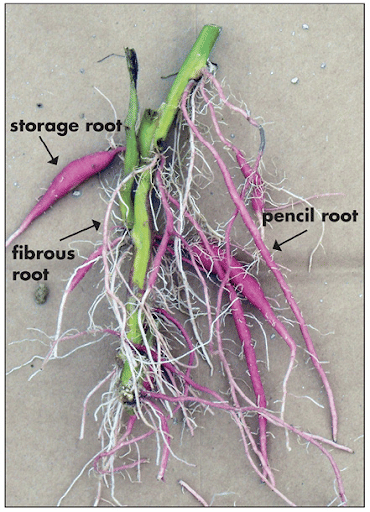 Storage Roots