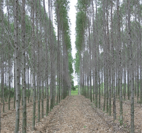 Farm Forestry