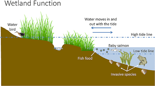 Significance of Tides in Aquatic Life