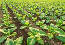 Tobacco