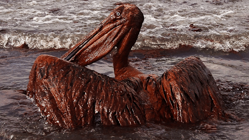 Bird in an Oil Spill