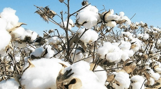 Cotton