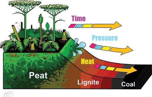 Formation of Coal