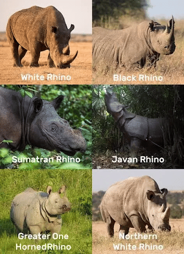 Different Species of Rhinos