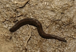 Segmented Worm