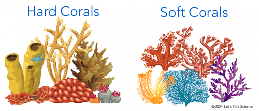 Hard And Soft Corals