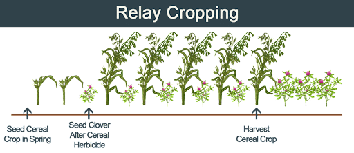 Relay Cropping