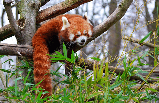 Endangered Red Panda