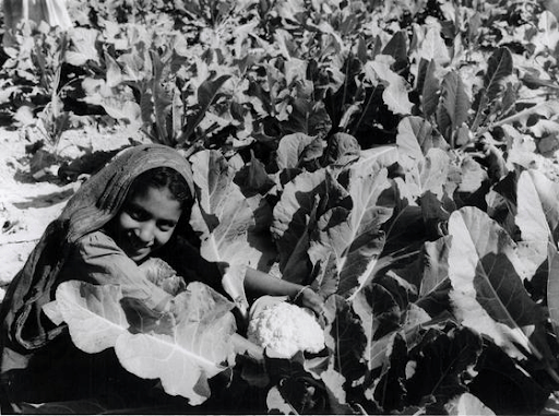Bumper Crop during 1970s
