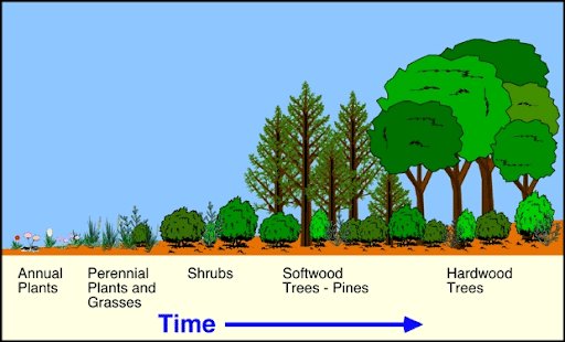 Ecological Succession
