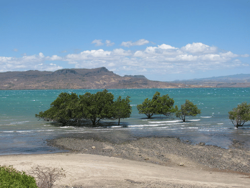 Mangroves