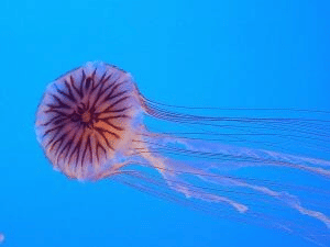 Jellyfish