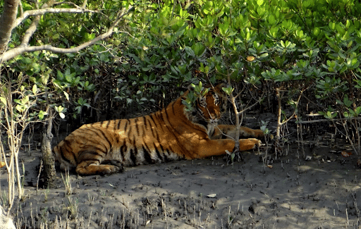 Royal Bengal Tiger of Sundarbans