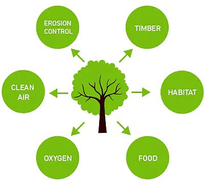 Importance of Forest