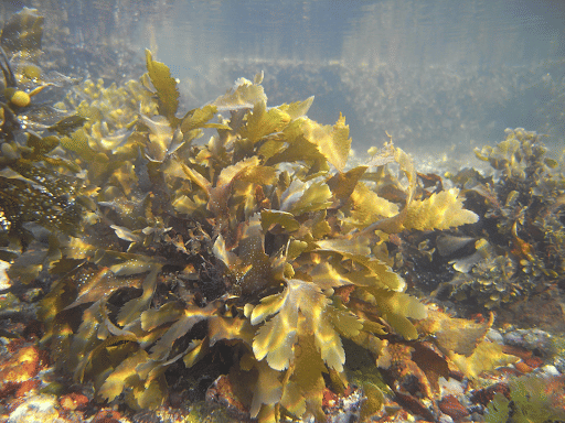 Seaweeds