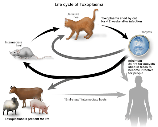 Lifecycle of the parasite, Toxoplasmosis