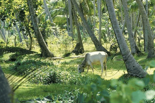 Crop-Livestock Integration
