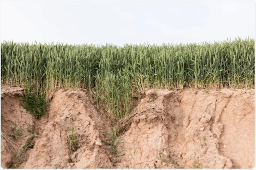 Negative Impact of Tillage