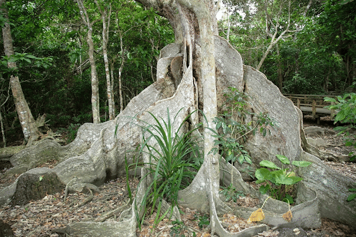Buttress Root