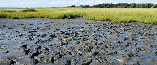 Tidal Marsh