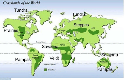 Grasslands of the World