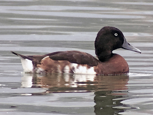 Baer’s Pochard